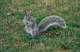 Squirrel.jpg